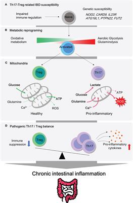 Mitochondrial dysfunctions in T cells: focus on inflammatory bowel disease